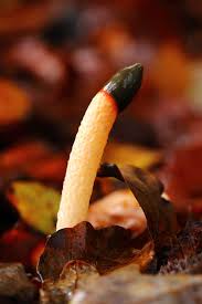 Attēlu rezultāti vaicājumam “Mutinus caninus”