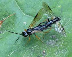 Attēlu rezultāti vaicājumam “Tenthredo mandibularis”