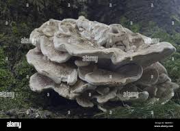 Attēlu rezultāti vaicājumam “Bondarzewia mesenterica”