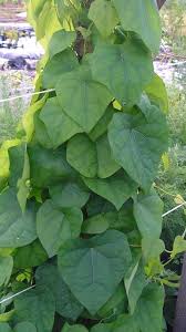 Attēlu rezultāti vaicājumam “Menispermum dauricum leaf”