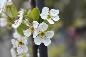 Attēlu rezultāti vaicājumam “Pyrus communis flower”