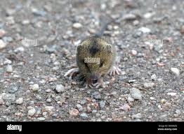 Attēlu rezultāti vaicājumam “Sicista betulina”