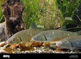 Image result for Squalius cephalus