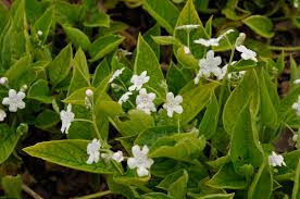 Image result for Omphalodes verna