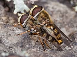 Attēlu rezultāti vaicājumam “Eupeodes corollae”