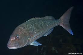 Image result for Pagrus pagrus