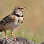 Image result for Melanocorypha yeltoniensis