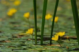 Image result for Seekanne