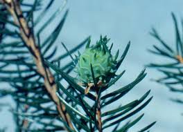 Attēlu rezultāti vaicājumam “Adelges laricis”