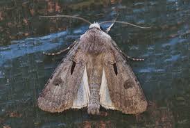 Attēlu rezultāti vaicājumam “Agrotis exclamationis”