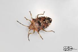 Attēlu rezultāti vaicājumam “Elasmucha grisea”