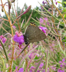 Attēlu rezultāti vaicājumam “Epirranthis diversata upperside”