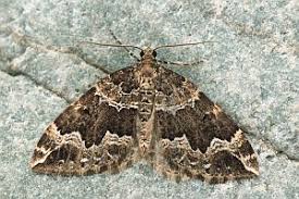 Attēlu rezultāti vaicājumam “Lampropteryx suffumata”