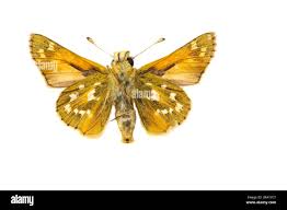 Attēlu rezultāti vaicājumam “Hesperia comma underside”