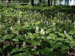 Attēlu rezultāti vaicājumam “Maianthemum bifolium leaf”