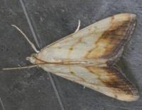 Attēlu rezultāti vaicājumam “Evergestis extimalis”