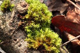 Attēlu rezultāti vaicājumam “Orthotrichum affine var. affine sporophyte”