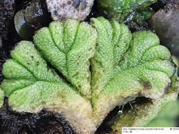 Attēlu rezultāti vaicājumam “Ricciocarpos natans”