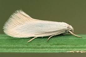 Attēlu rezultāti vaicājumam “Elachista argentella”