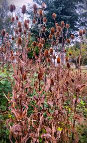 Attēlu rezultāti vaicājumam “Dipsacus fullonum fruit”