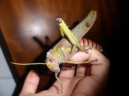 Attēlu rezultāti vaicājumam “Orthoptera”