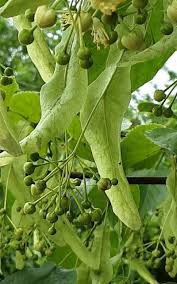 Attēlu rezultāti vaicājumam “Tilia”