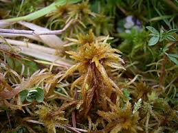 Attēlu rezultāti vaicājumam “Sphagnum teres”