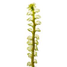 Attēlu rezultāti vaicājumam “Trilophozia quinquedentata”