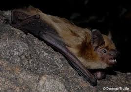 Attēlu rezultāti vaicājumam “Eptesicus serotinus”