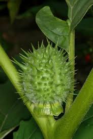 Attēlu rezultāti vaicājumam “Datura stramonium fruit”