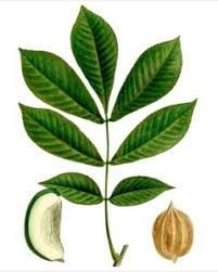 Attēlu rezultāti vaicājumam “Carya”