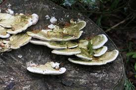 Attēlu rezultāti vaicājumam “Trametes gibbosa”