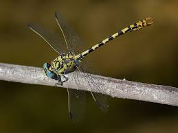 Attēlu rezultāti vaicājumam “Gomphidae”