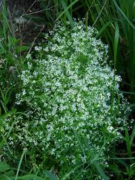 Attēlu rezultāti vaicājumam “Galium elongatum flower”
