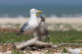 Image result for Larus cachinnans