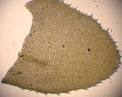 Attēlu rezultāti vaicājumam “Plagiochila porelloides”