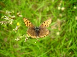 Attēlu rezultāti vaicājumam “Lycaena hippothoe female”