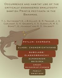 Image result for Pristis pectinata