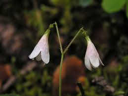 Attēlu rezultāti vaicājumam “Linnaea borealis flower”