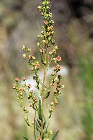 Attēlu rezultāti vaicājumam “Artemisia campestris bud”