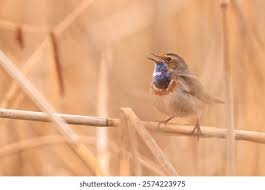 Attēlu rezultāti vaicājumam “Luscinia svecica”