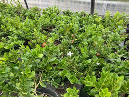 Attēlu rezultāti vaicājumam “Cribraria macrocarpa young”