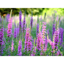 Image result for Blutweiderich