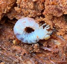 Attēlu rezultāti vaicājumam “Ceruchus chrysomelinus”