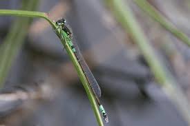 Attēlu rezultāti vaicājumam “Coenagrion armatum male”