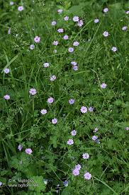 Attēlu rezultāti vaicājumam “Geranium pyrenaicum”