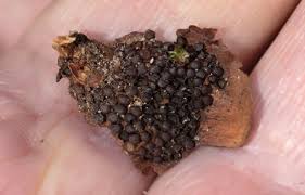 Attēlu rezultāti vaicājumam “Pucciniastrum areolatum”