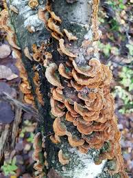 Attēlu rezultāti vaicājumam “Stereum fasciatum”