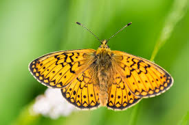 Attēlu rezultāti vaicājumam “Boloria eunomia underside”