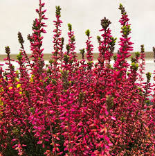 Attēlu rezultāti vaicājumam “Calluna vulgaris flower”